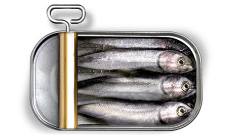 where are the sardines today|Government urged to look into looming sardine shortage.